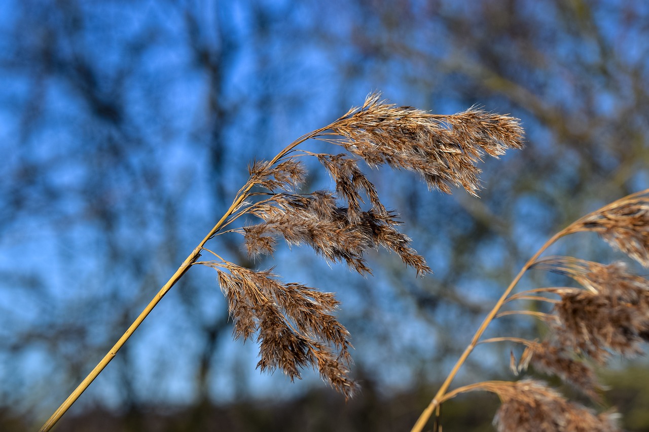 reed seed position blue free photo