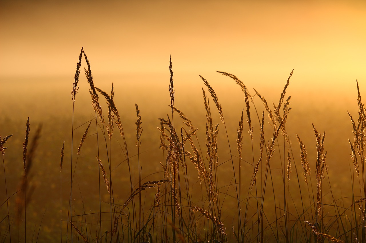 reed grass fog free photo