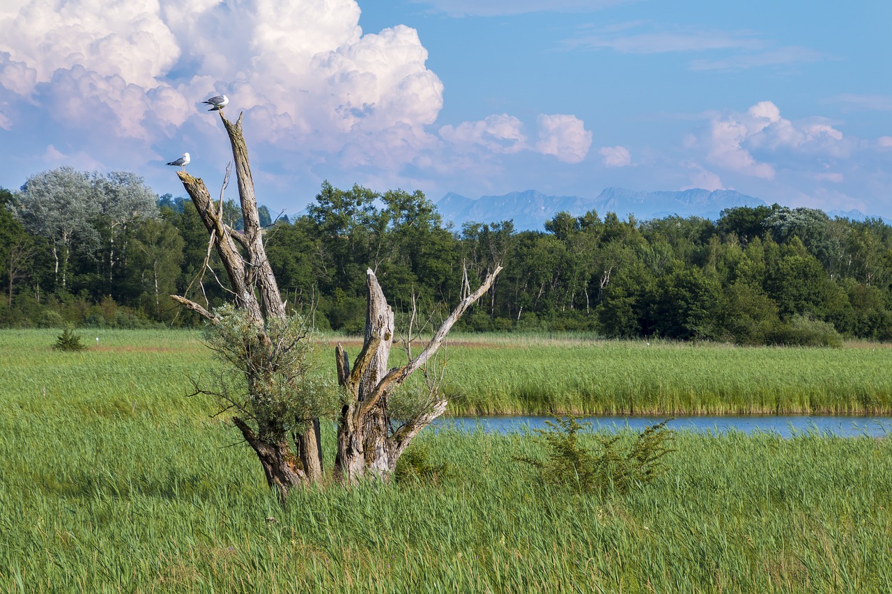 reed tree landscape free photo