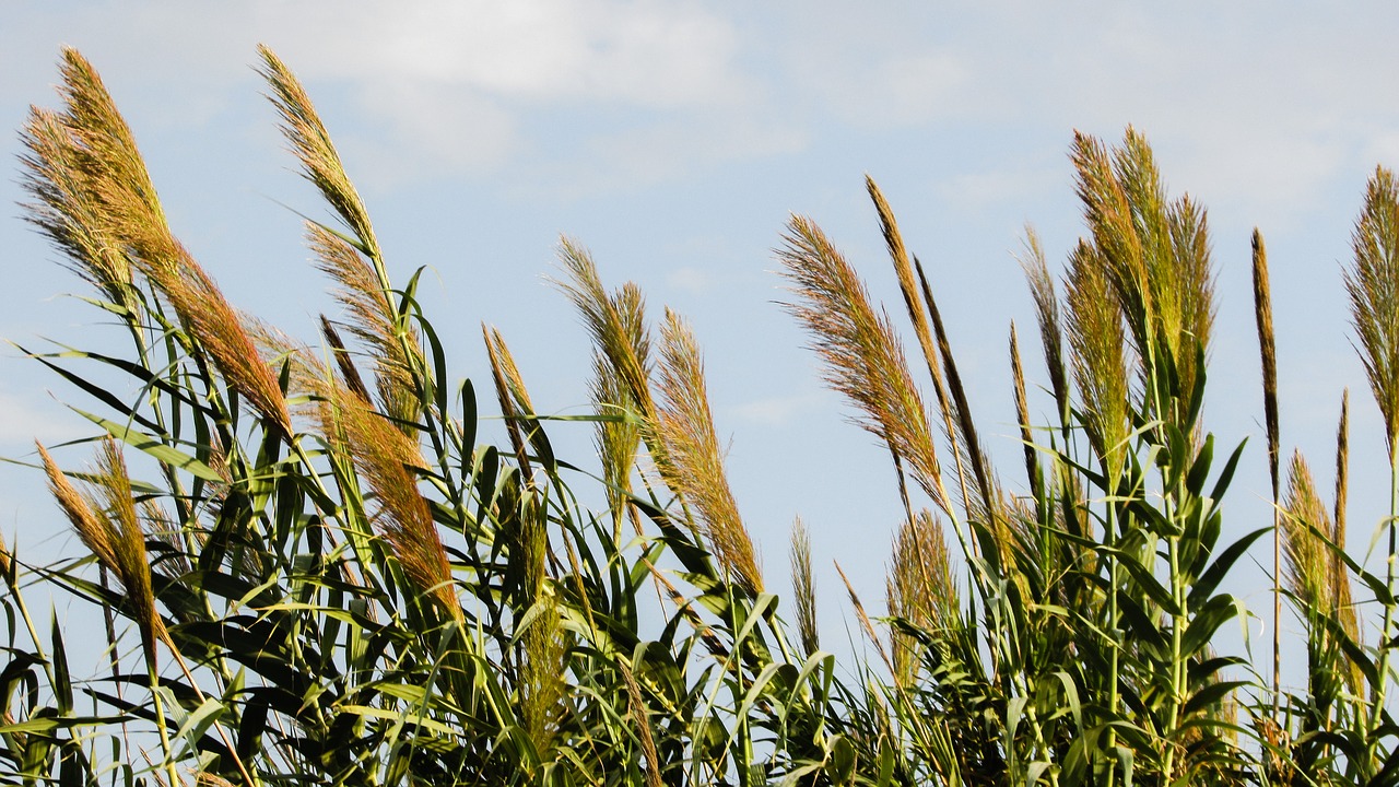 reed plant nature free photo