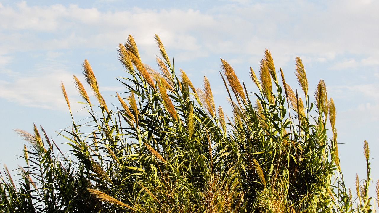 reed plant nature free photo