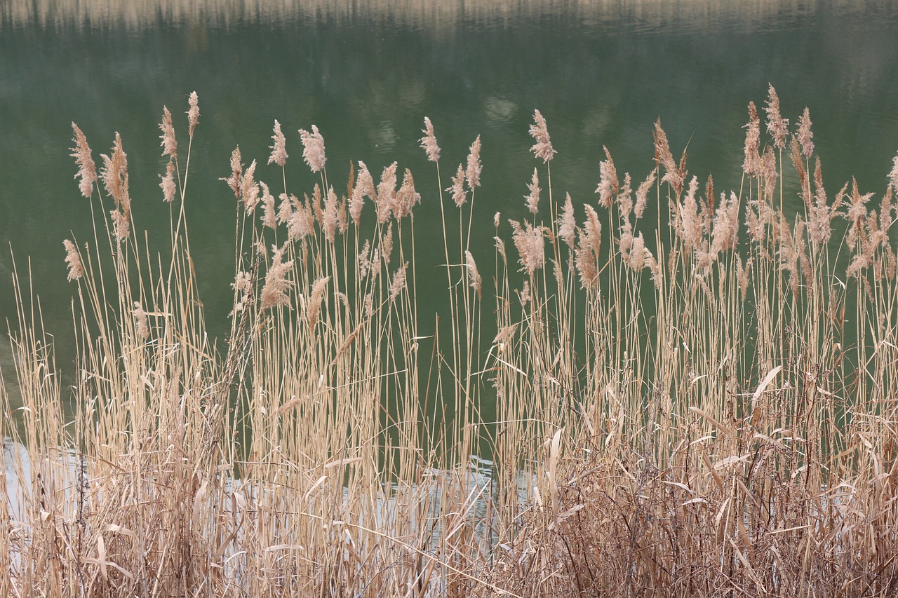 reed swamp green free photo