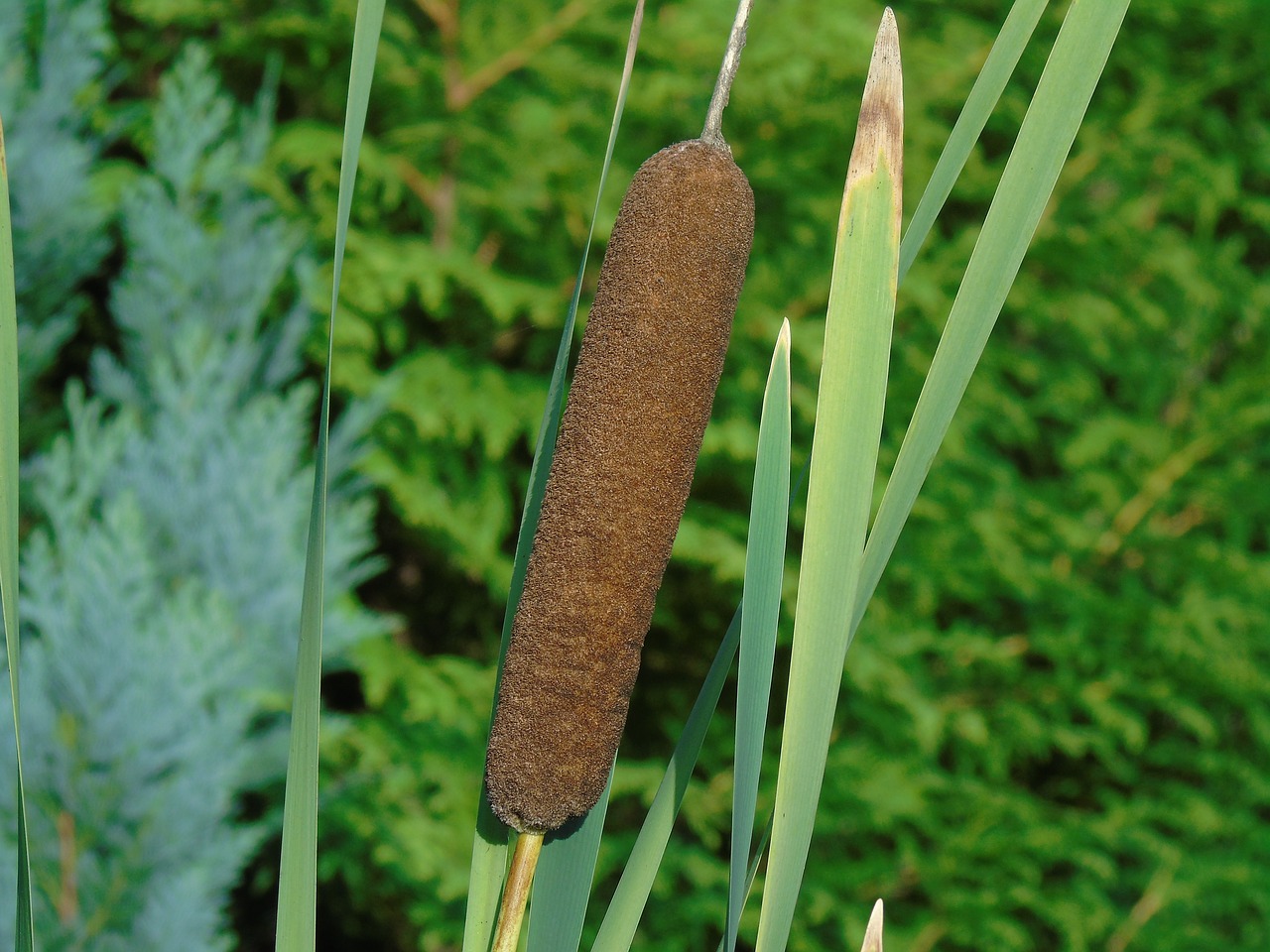 reed cattail aquatic plant free photo