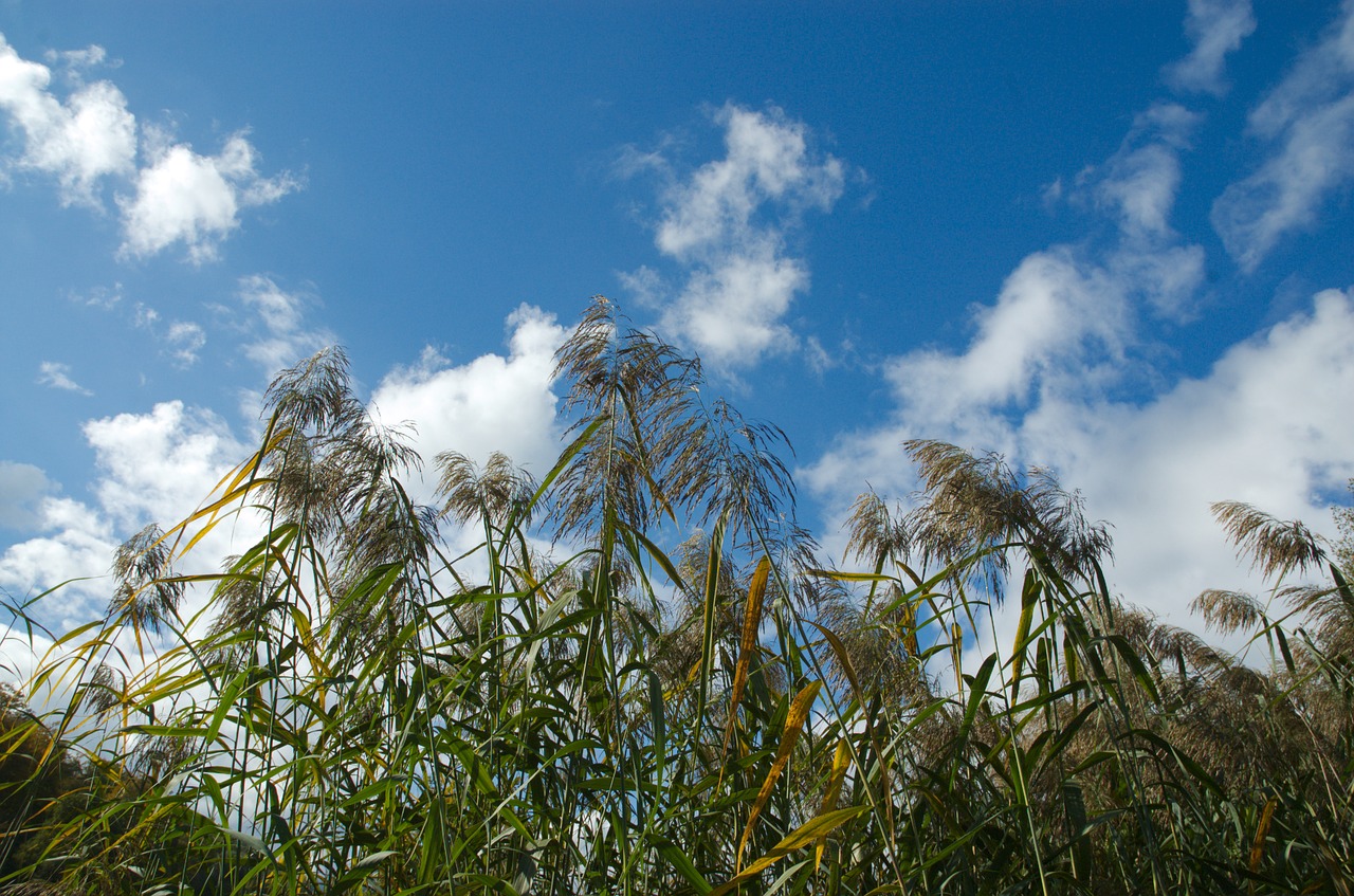 reed clouds sky free photo