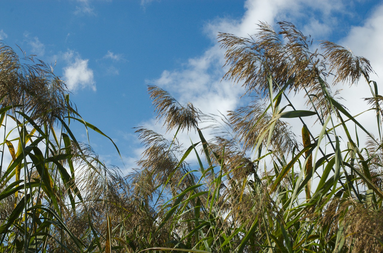 reed clouds sky free photo