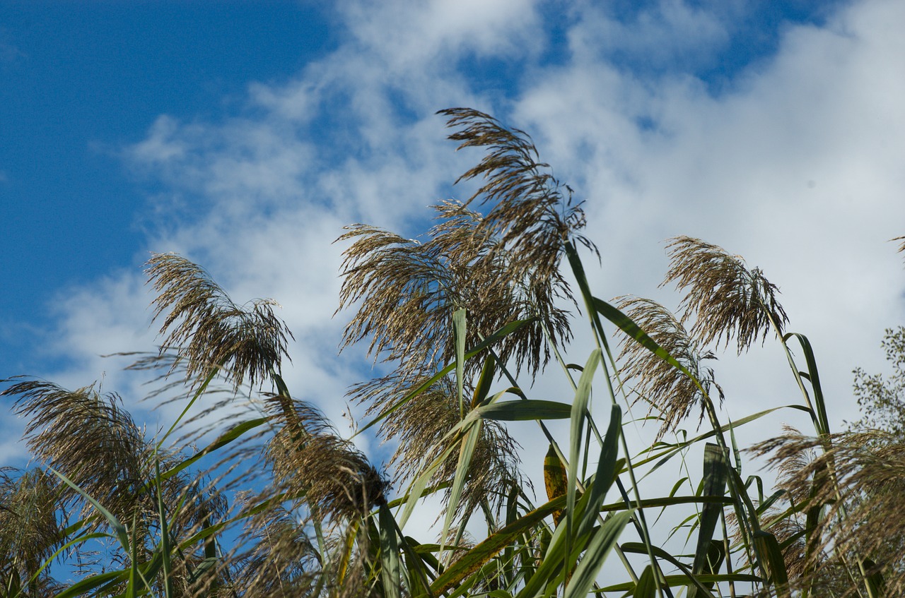 reed clouds sky free photo