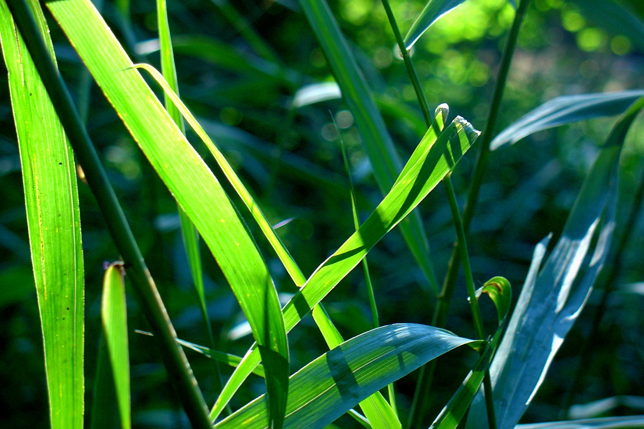 reed nature pond plant free photo