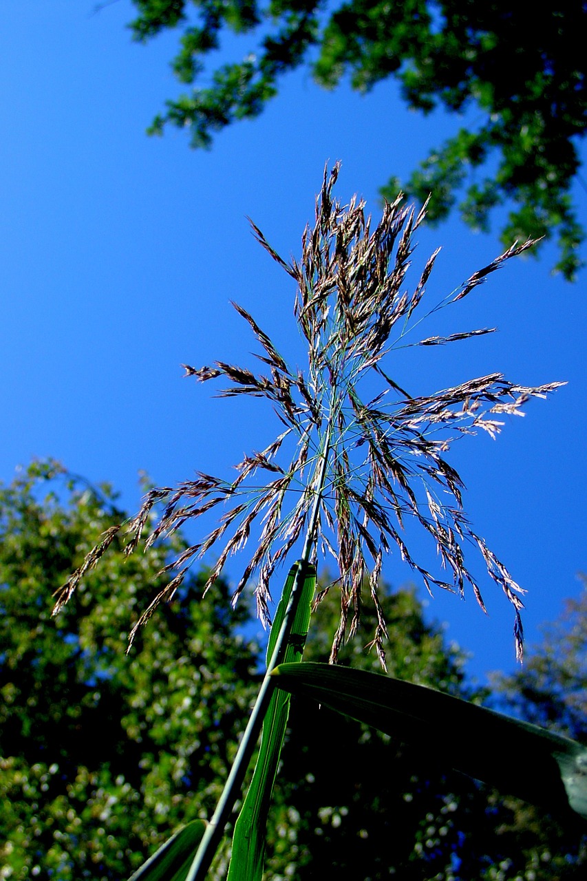 reed nature pond plant free photo