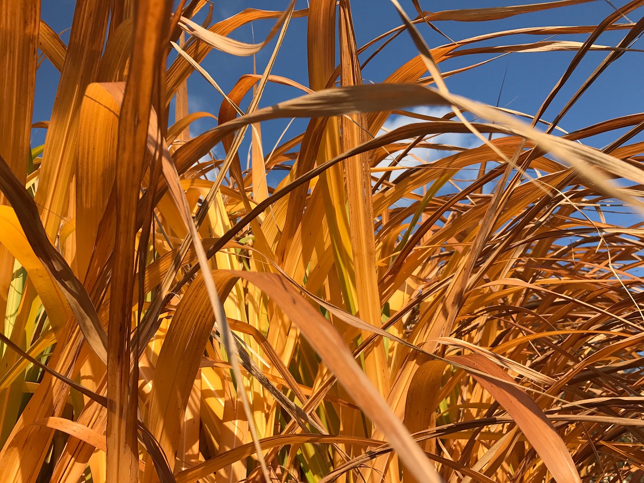 reed garden autumn free photo