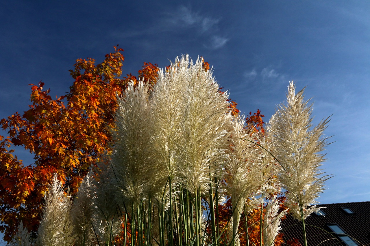 reed grasses plant free photo