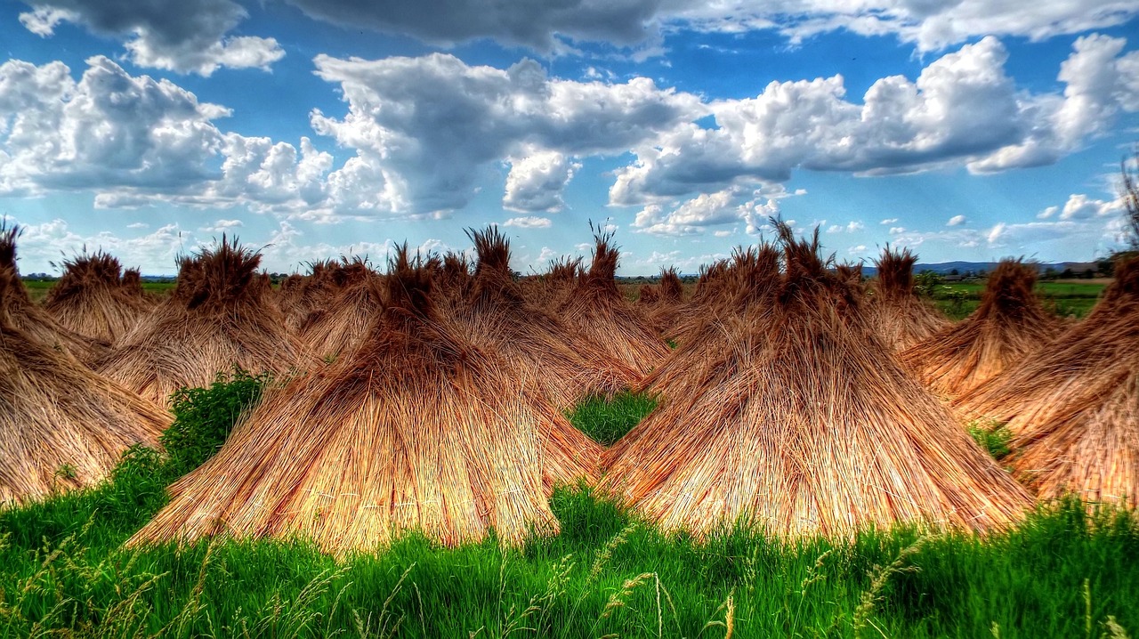 reed landscape heap free photo