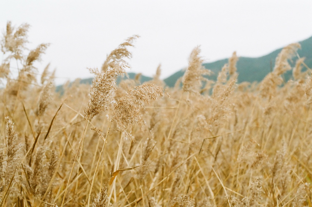 reed autumn break free photo