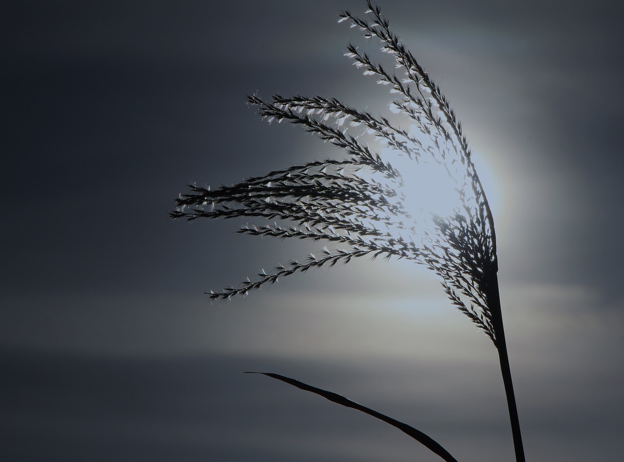 reed cold wintry free photo