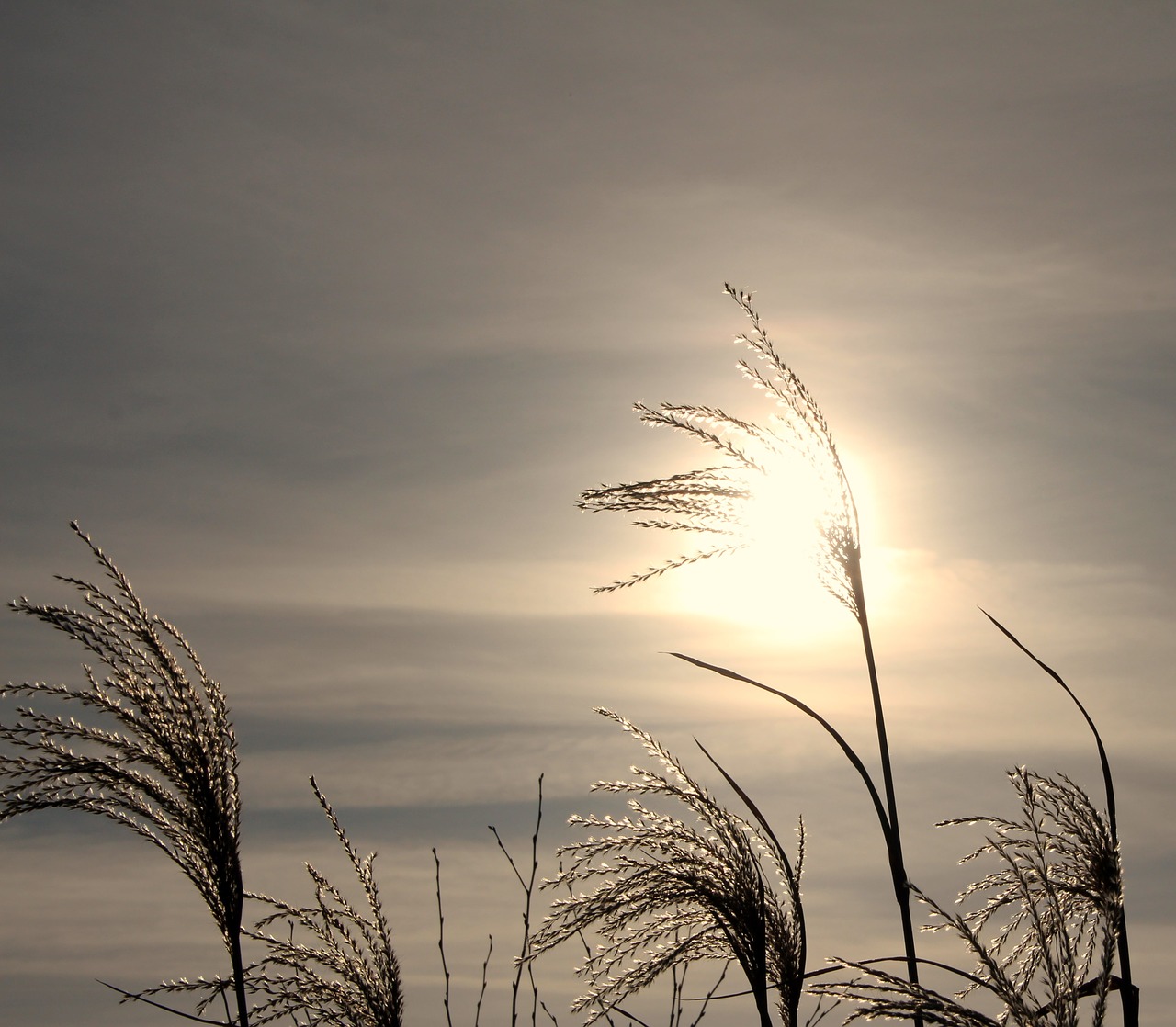 reed cold wintry free photo