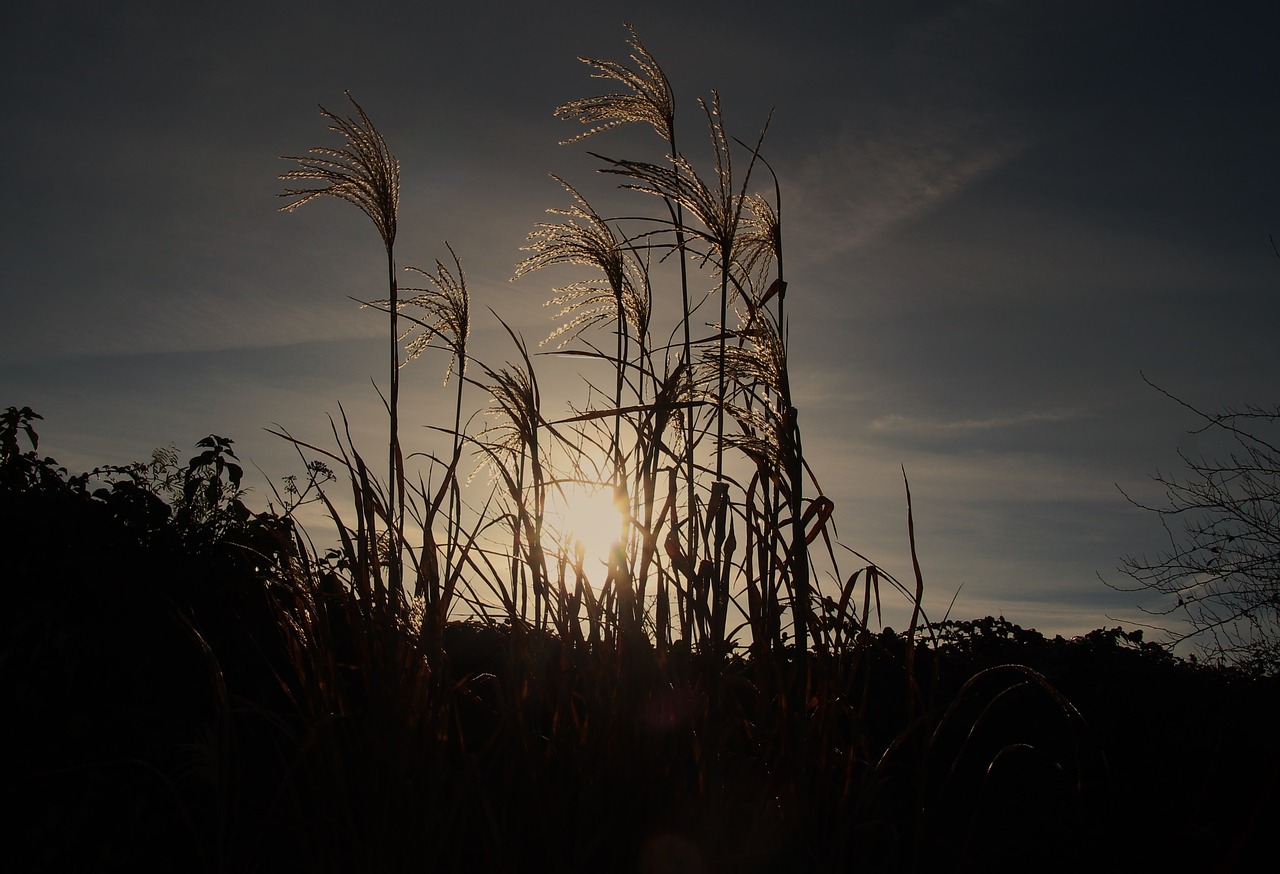 reed cold wintry free photo