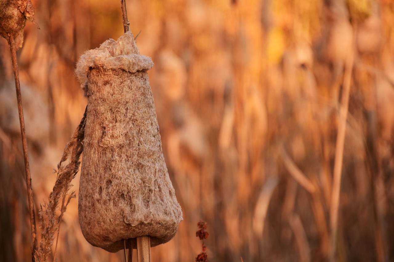 reed autumn nature free photo