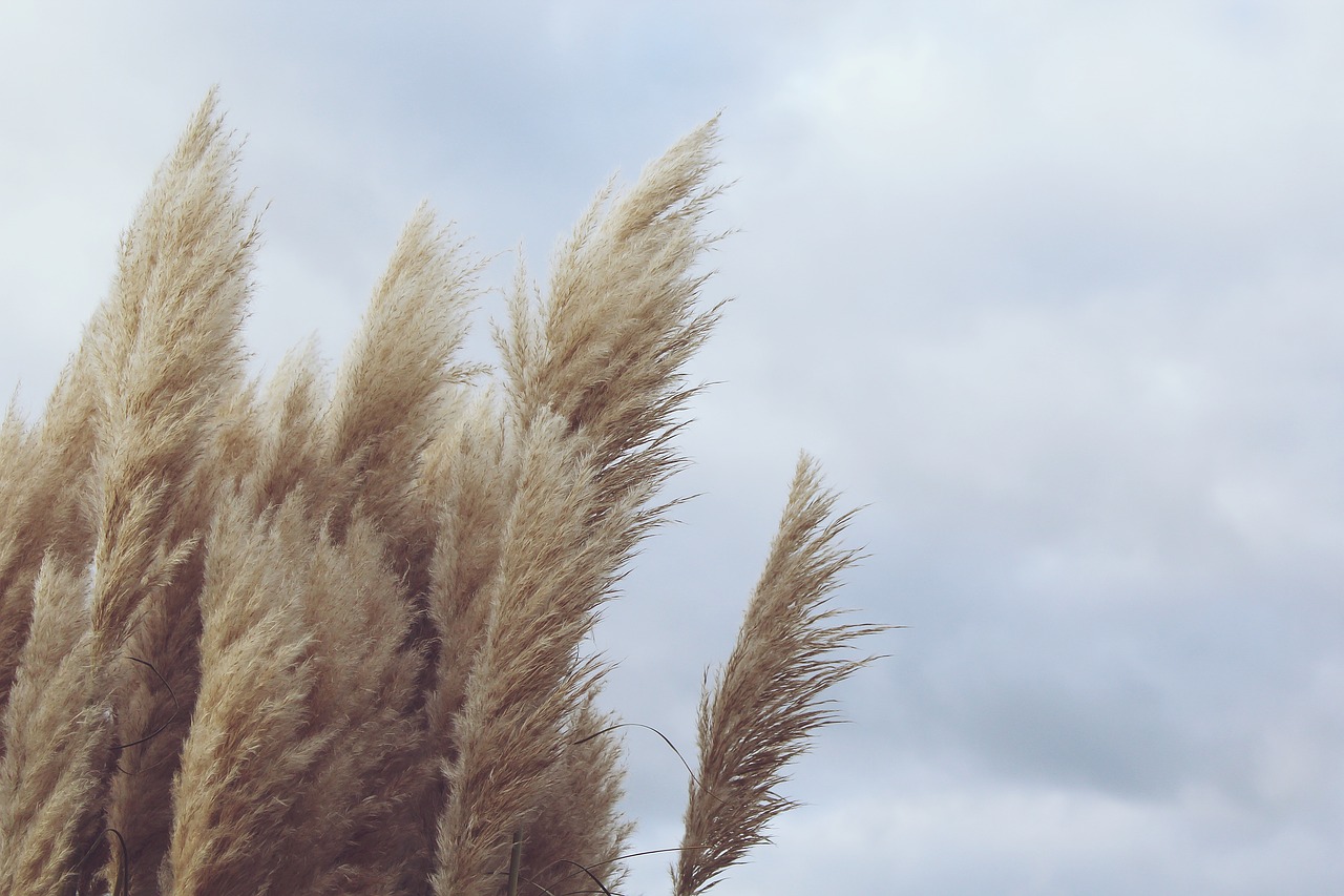 reed plant wind free photo