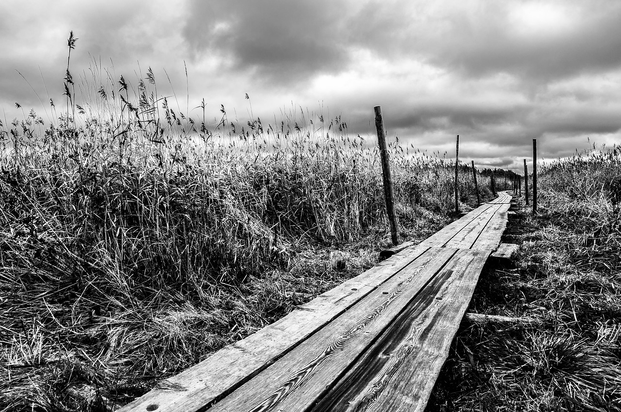 reed pathway grass free photo