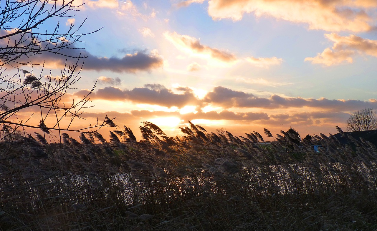 reed polder water free photo