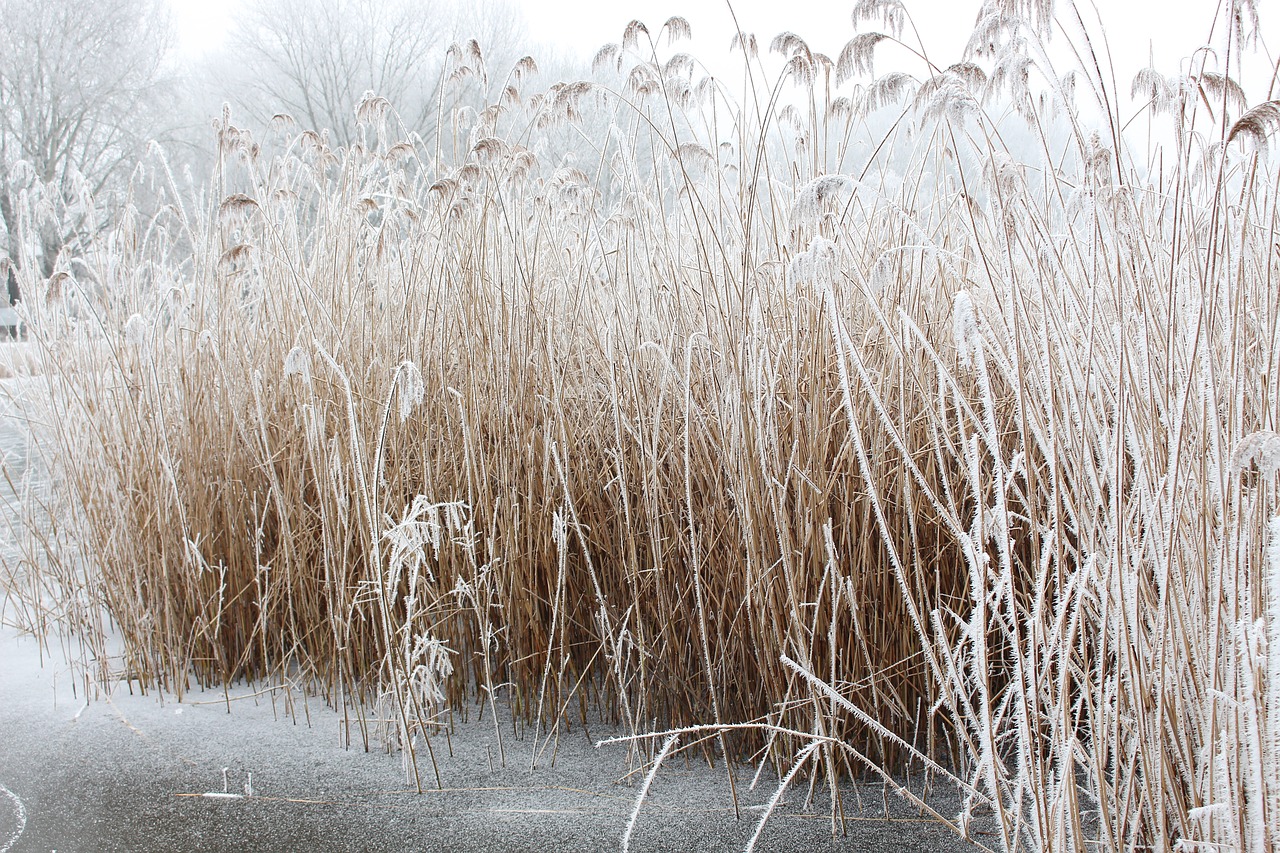 reed lake frost free photo