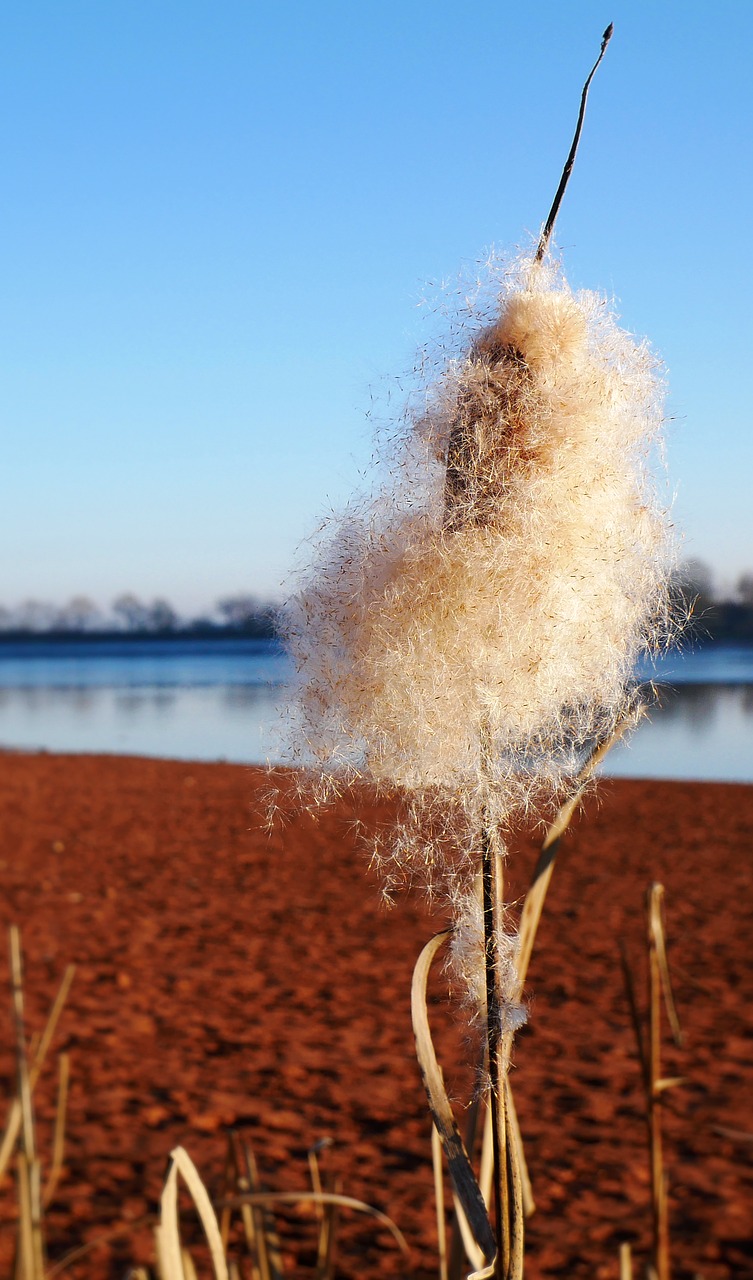 reed nature bank free photo