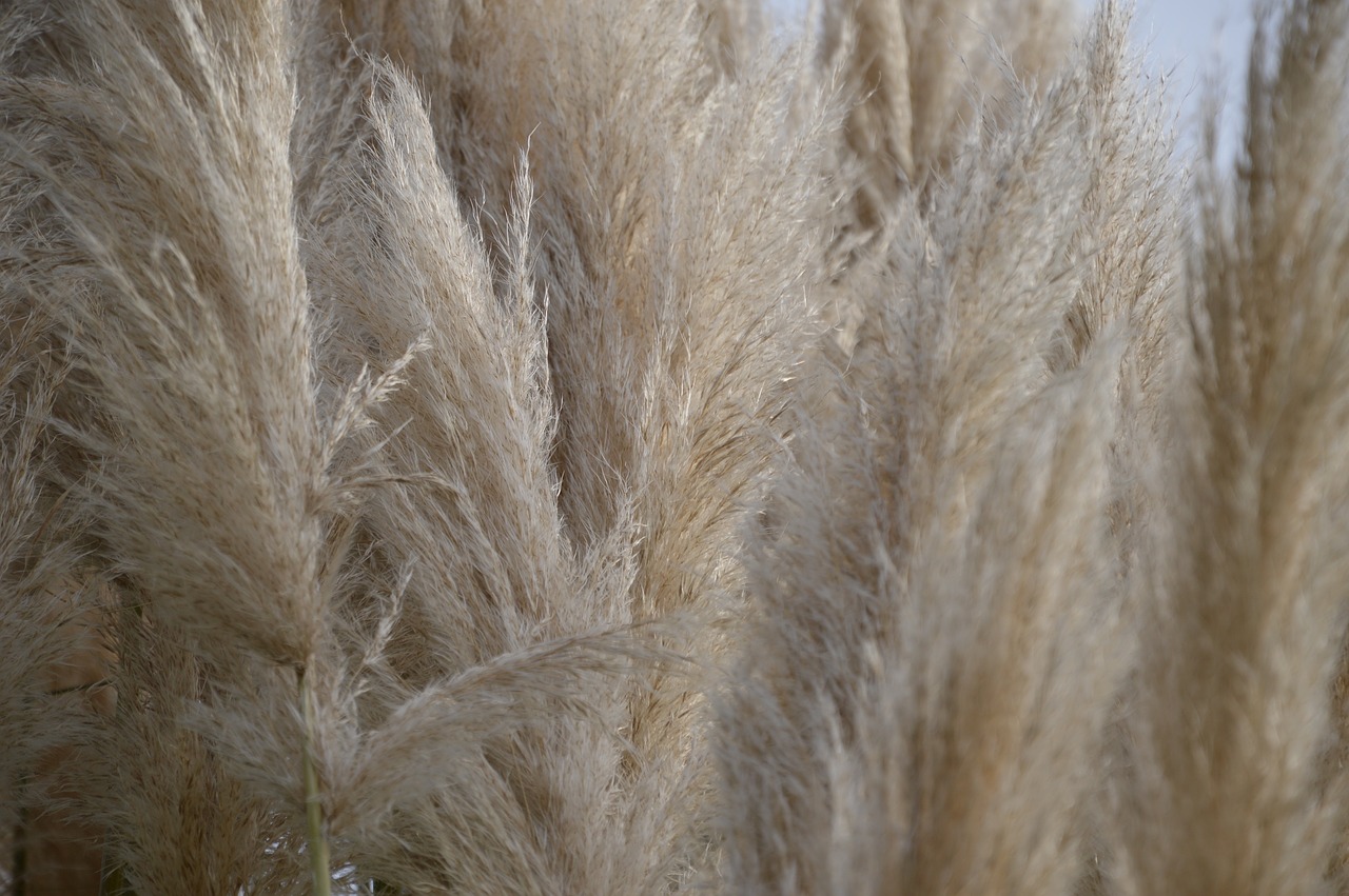 reed nature plant free photo