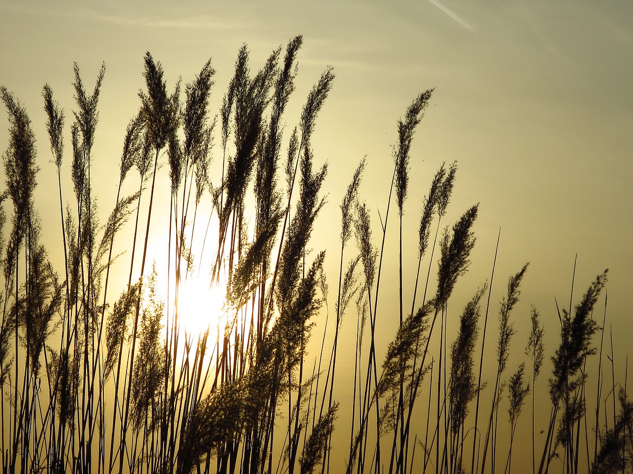 reed lake sunset free photo