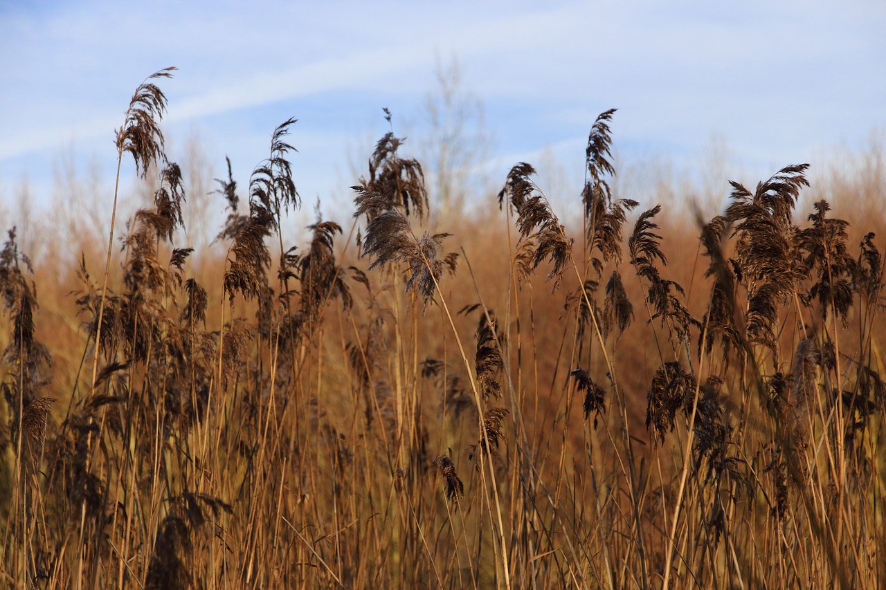 reed bank nature free photo