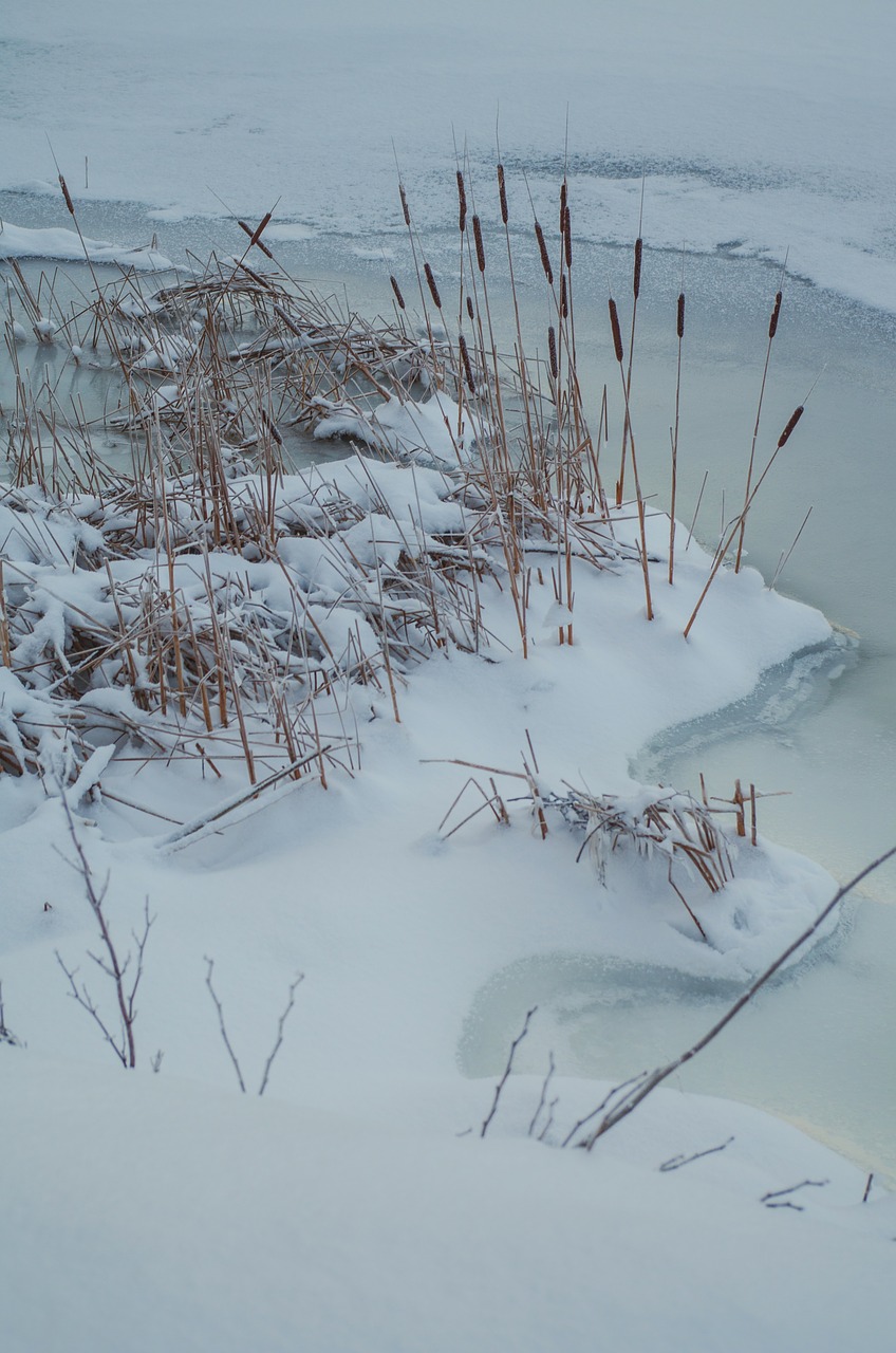 reed ice beach free photo