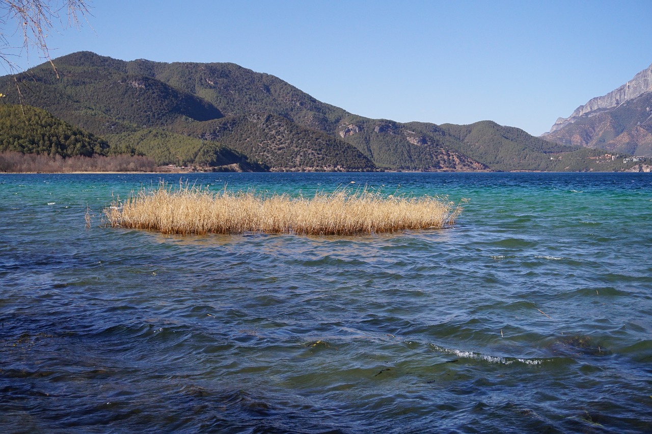 reed lugu lake blue free photo