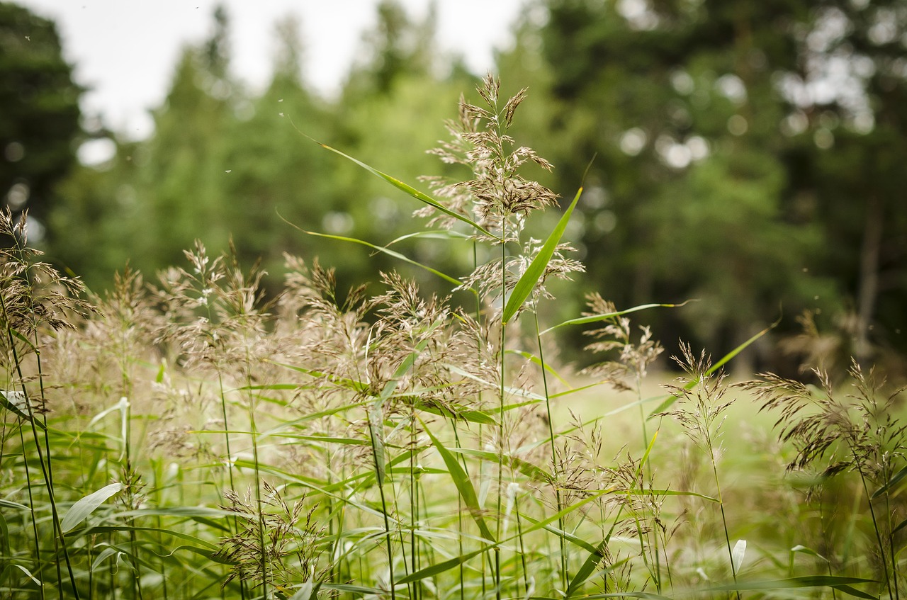 reed wetland grass free photo
