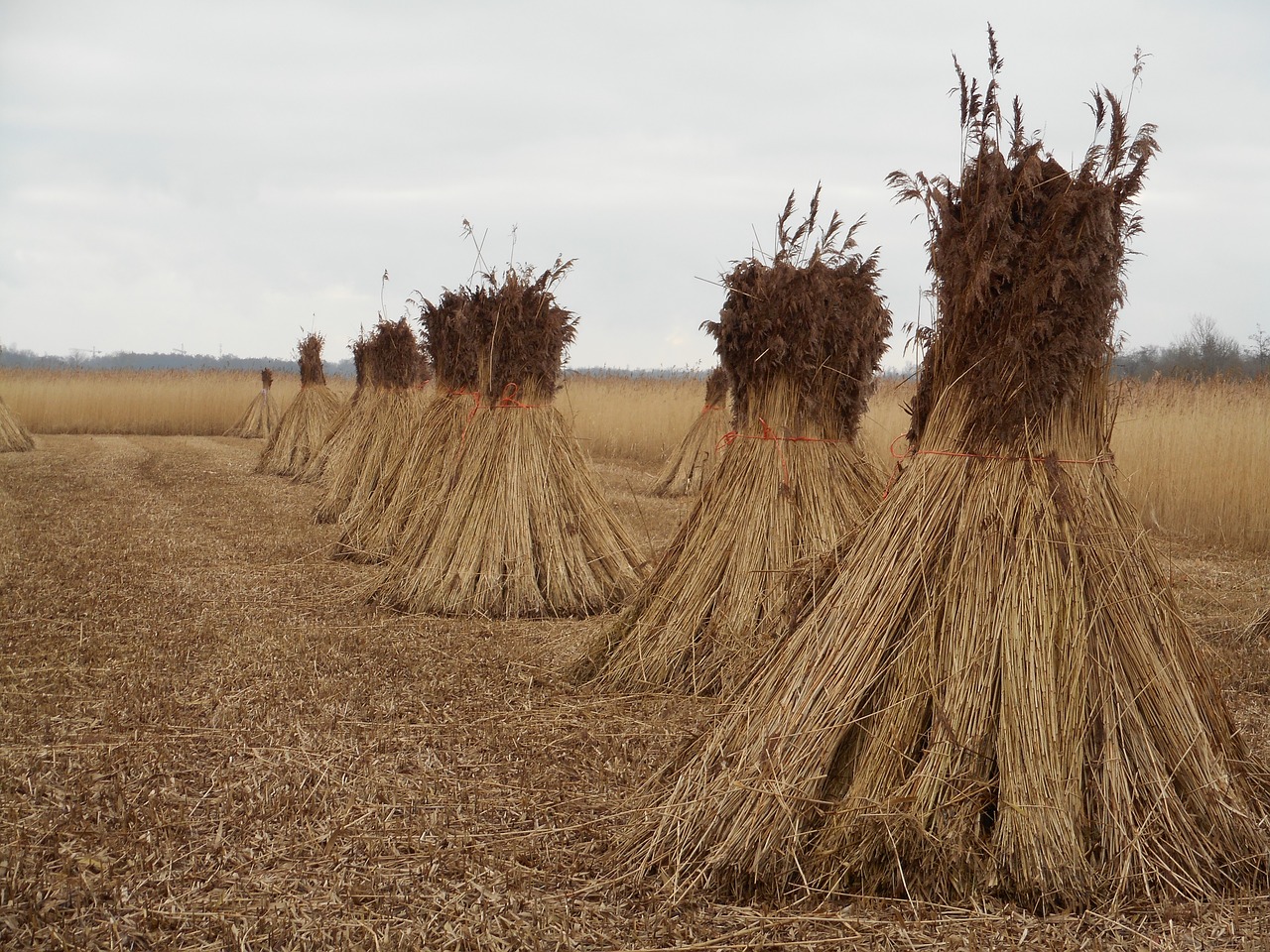 reed cane harvest swamp free photo