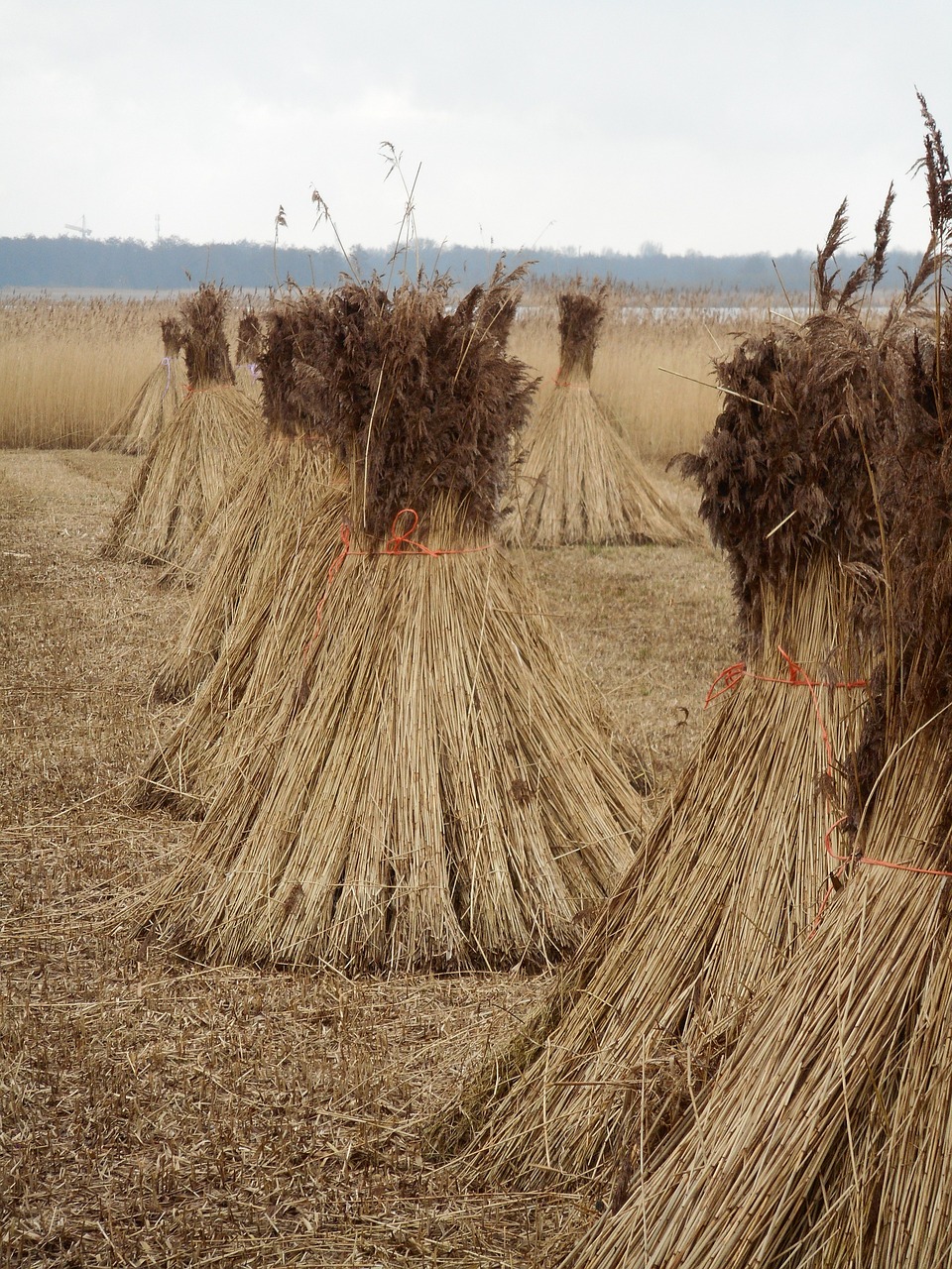 reed cane harvest swamp free photo