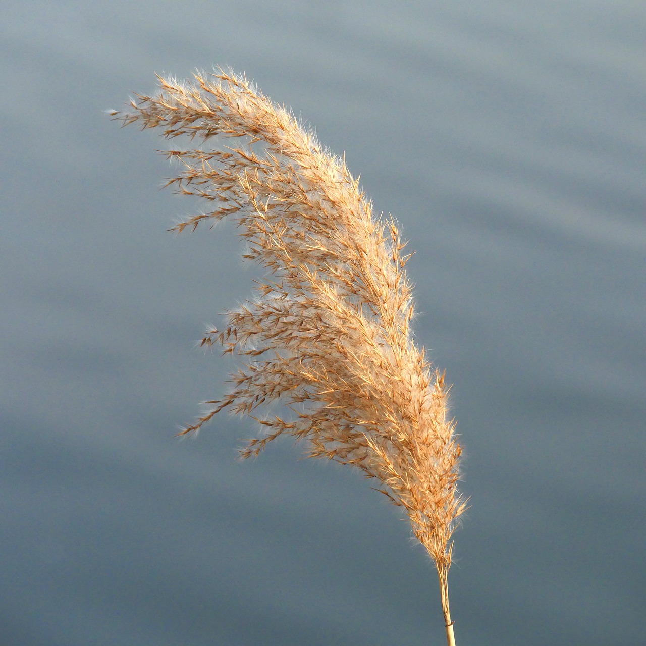 reed rush panicle free photo