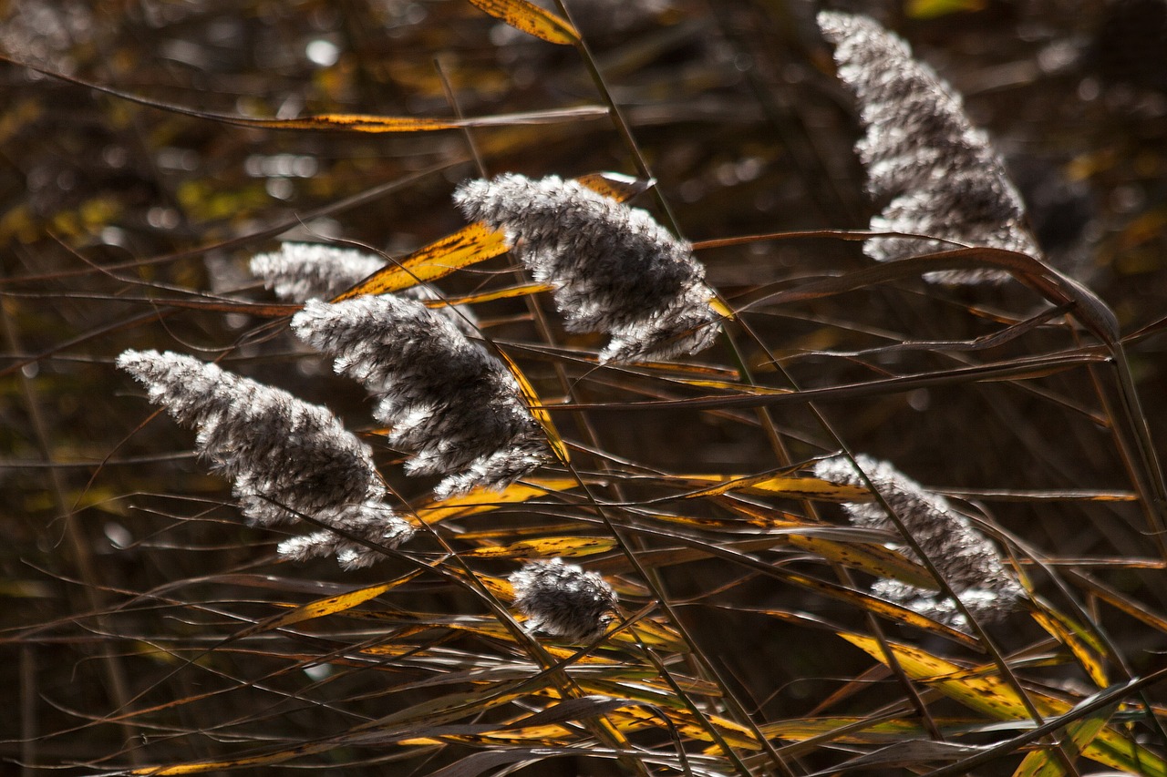 reed phragmites australis grass free photo