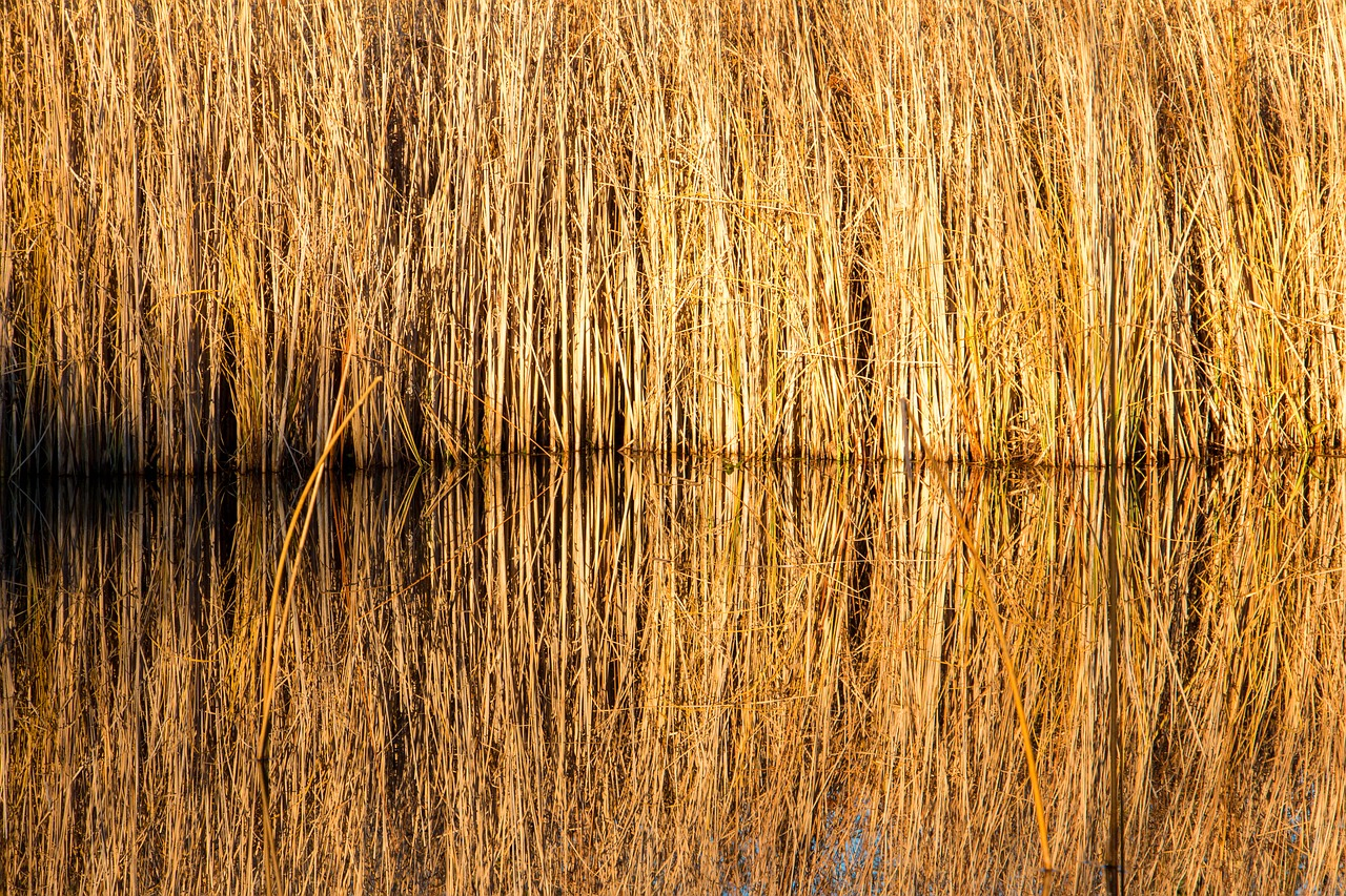 reed pond yellow free photo