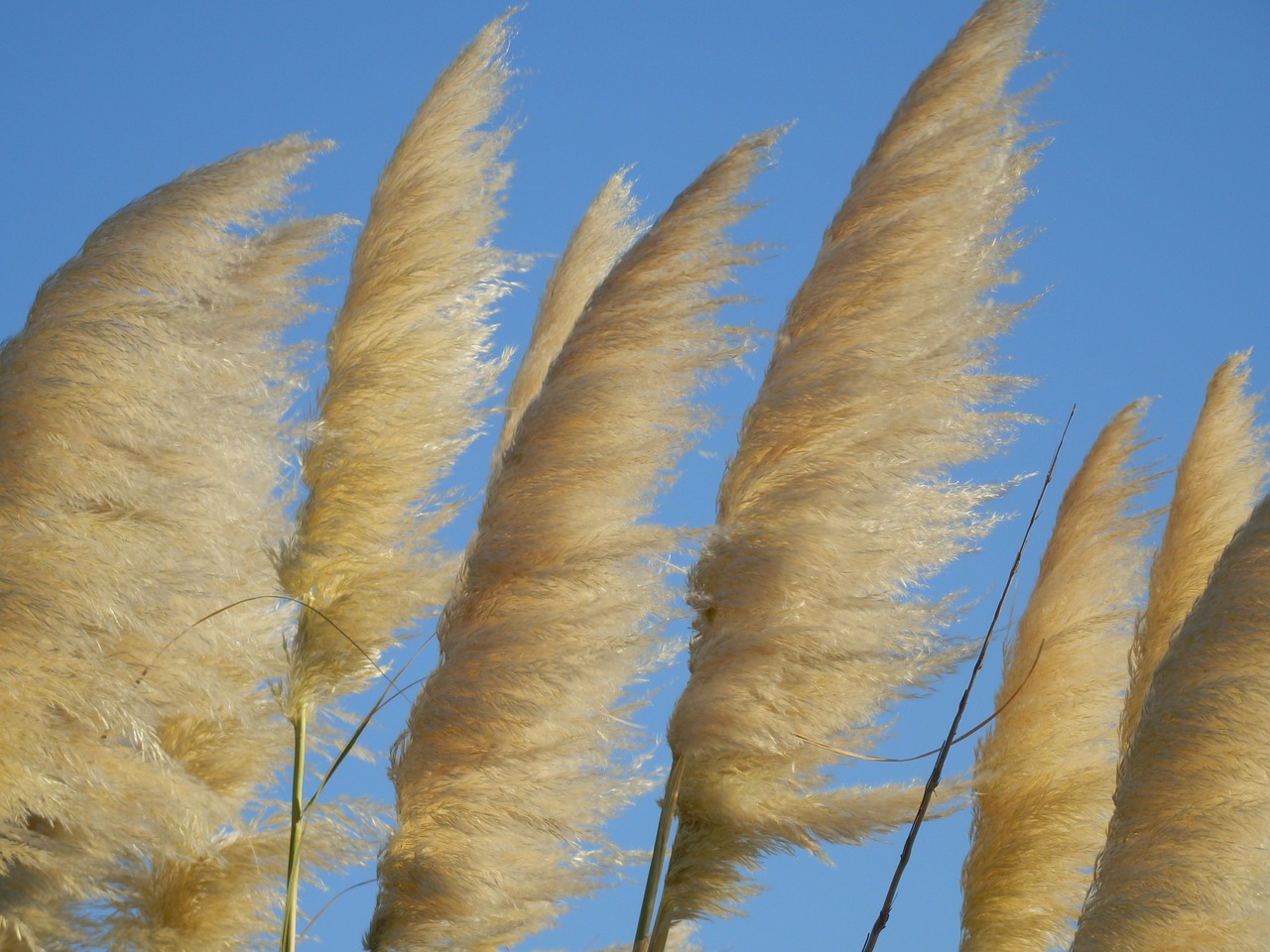 reed horsetail plant free photo
