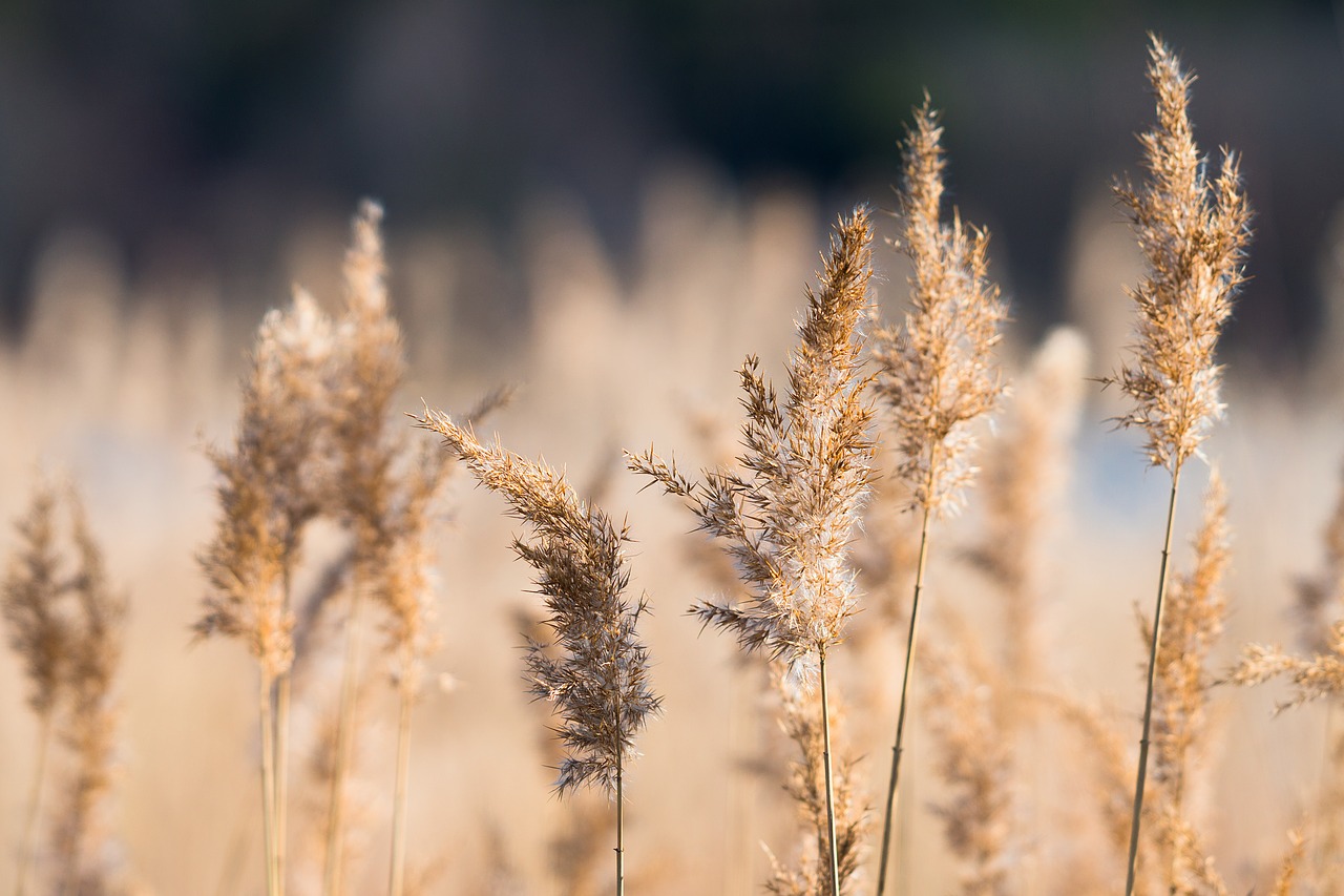 reed sun nature free photo