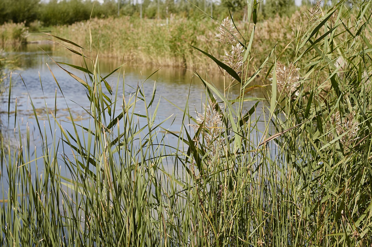 reed nature lake free photo