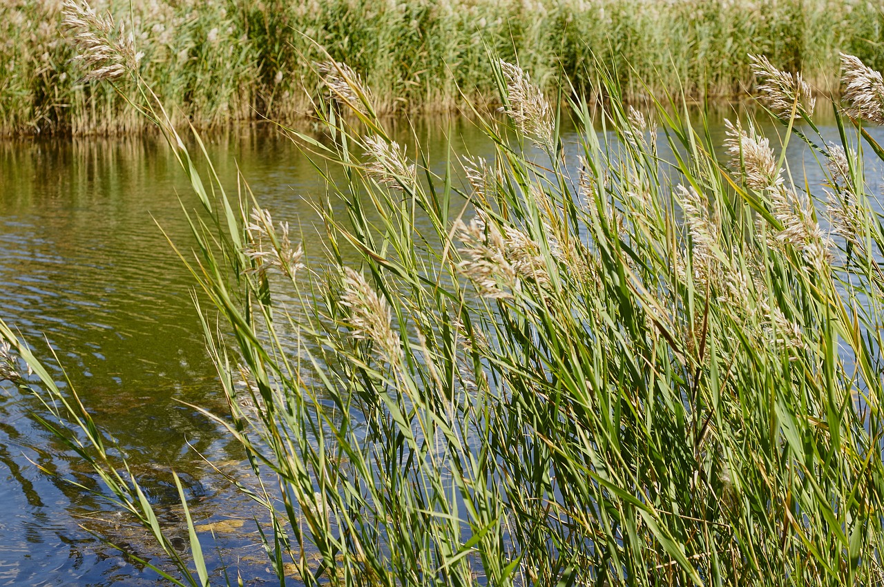 reed nature lake free photo