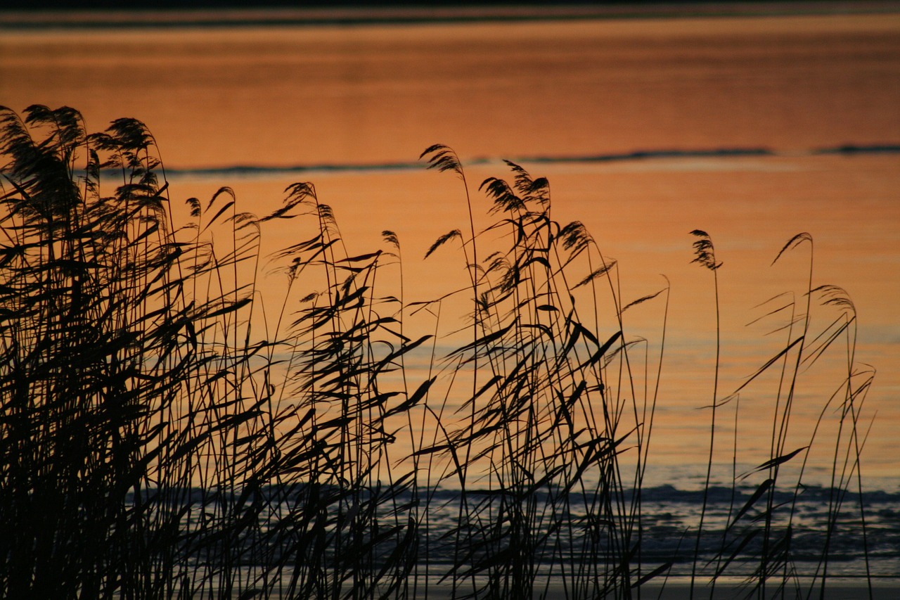 reed kvällsbild winter free photo