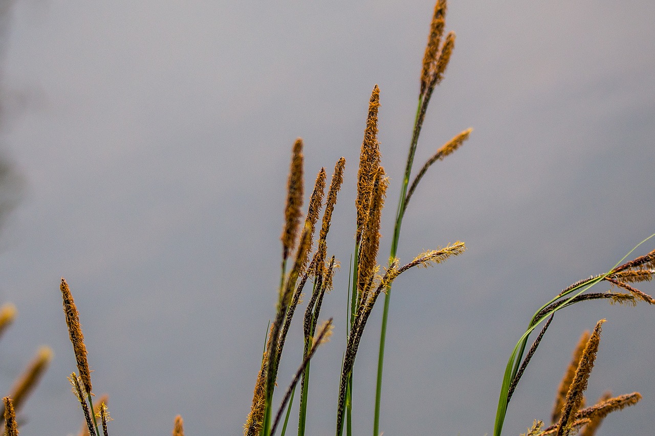 reed lake pond free photo