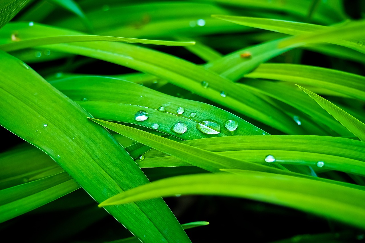 reed bank nature free photo