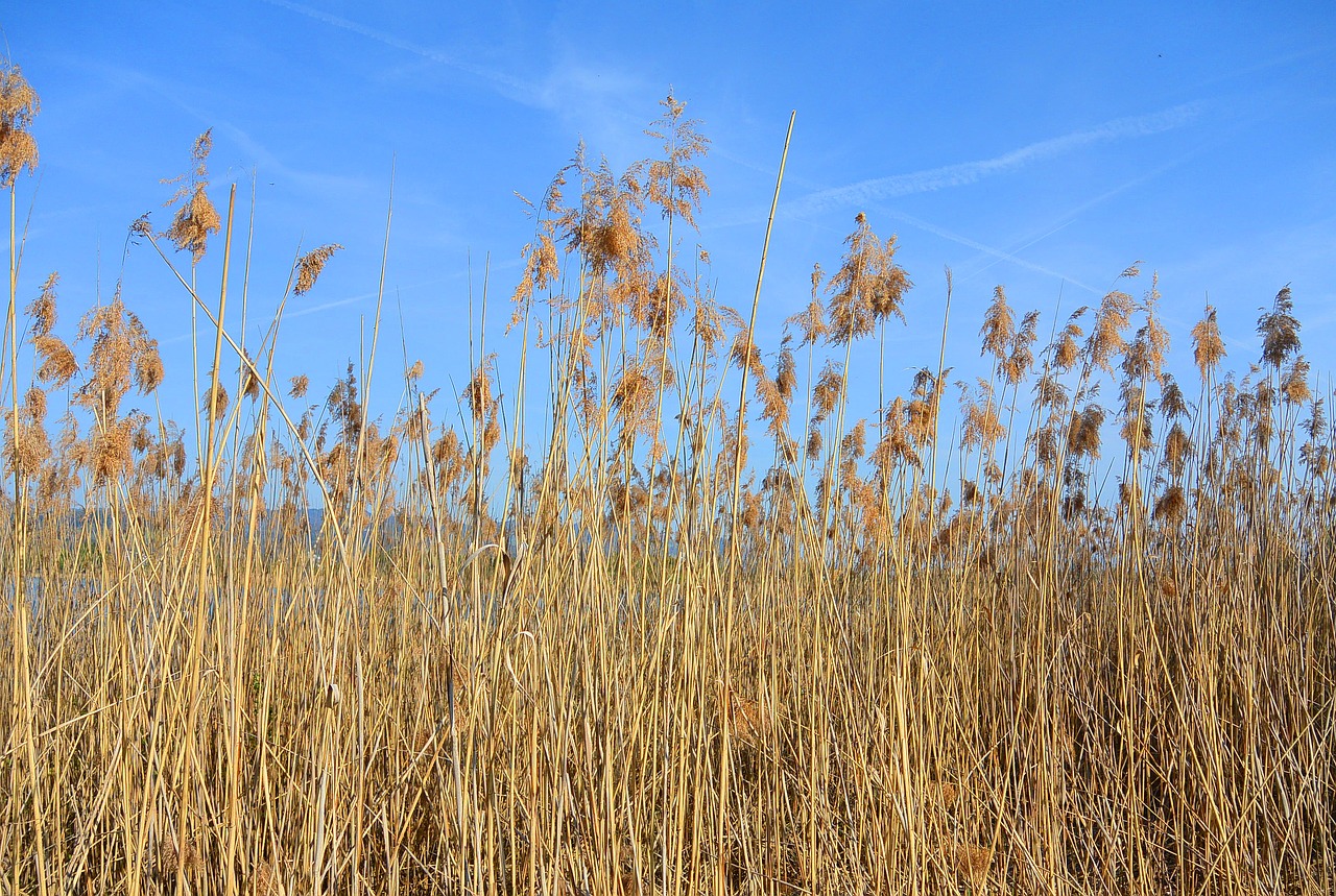 reed nature pond plant free photo