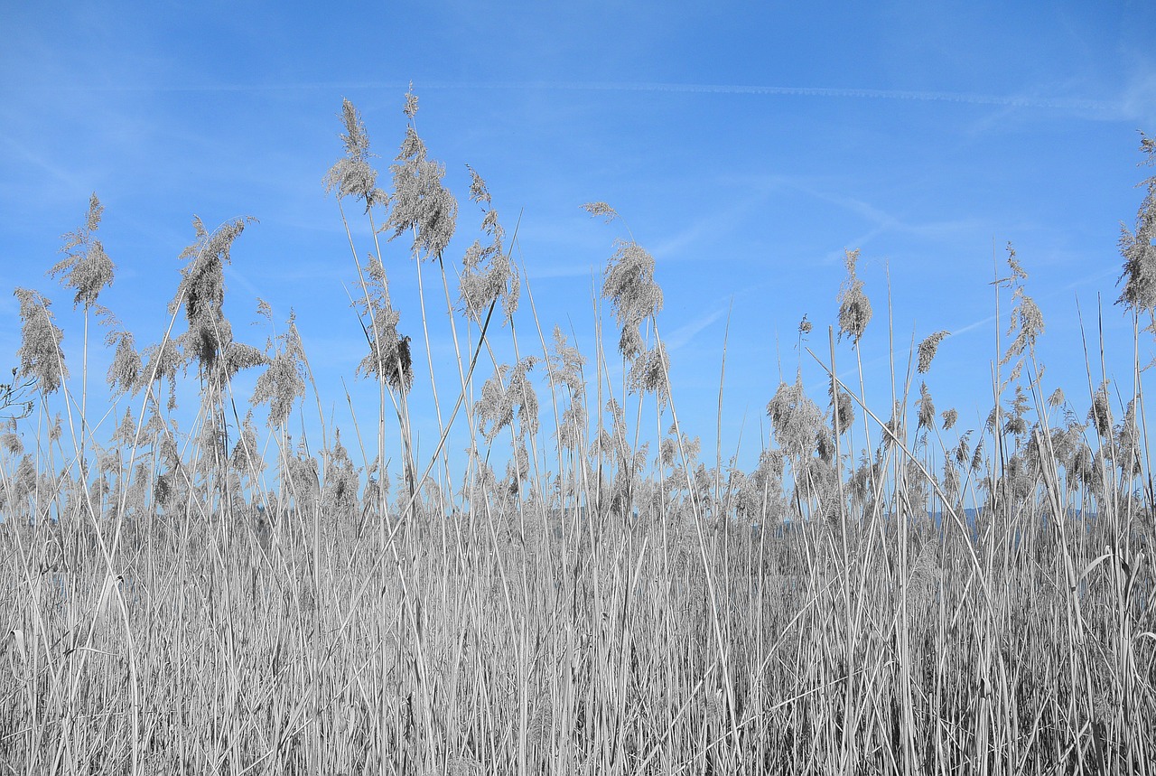 reed nature pond plant free photo