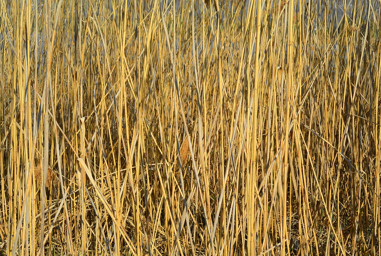 reed nature pond plant free photo