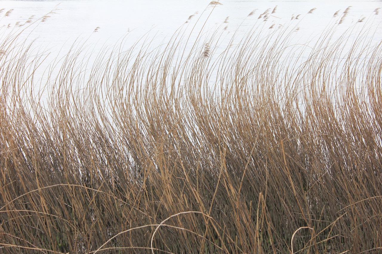 reed wind wavy free photo