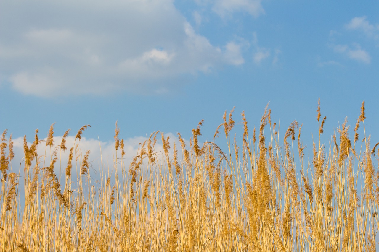 reed cloud sky free photo