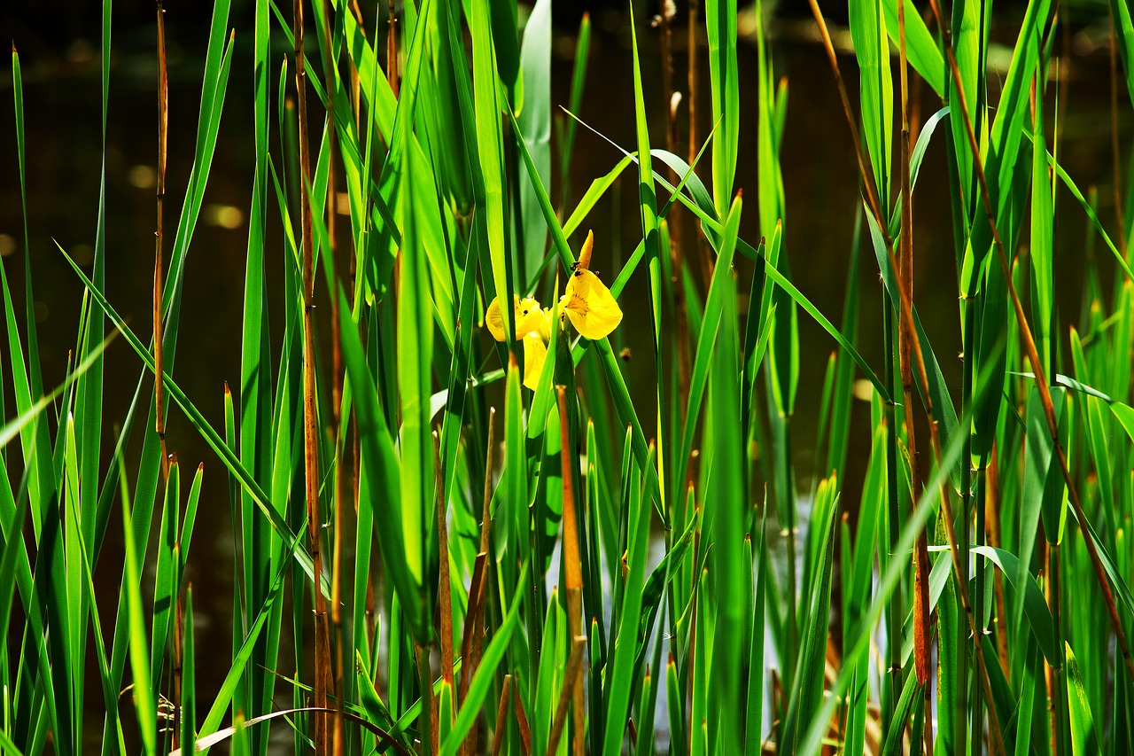 reed water water lily free photo