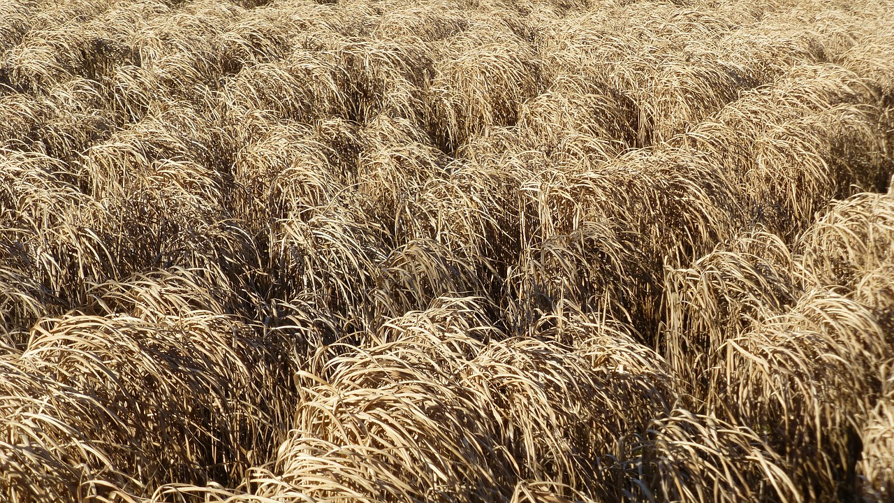 reed golden brown grass free photo